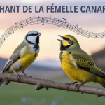 Chant du canari femelle sur perchoir avec mâle