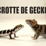 crotte de gecko et souris illustration