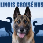 malinois croisé husky illustration chien athlétique