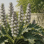 acanthe plante épis floraux jardin
