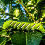 chenille verte fluo dangereuse sur feuille