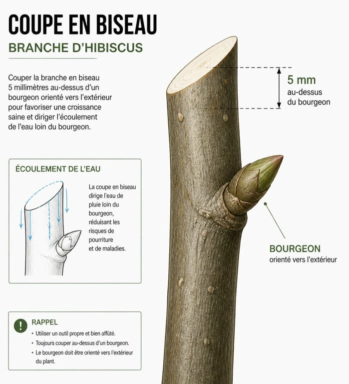 Schéma technique pour la taille de l'hibiscus : coupe en biseau au-dessus d'un bourgeon