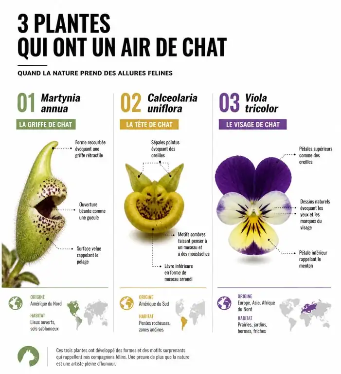 Infographie comparative des plantes en forme de chat : Martynia annua, Calceolaria uniflora et pensée