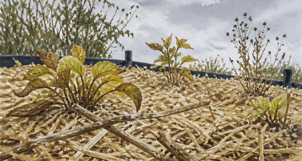 miscanthus inconvénient paillage massif jardin