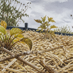 miscanthus inconvénient paillage massif jardin