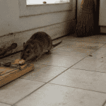 rat comment les tuer piège cuisine