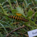 Chenille jaune et noir de l’Écaille du séneçon sur Senecio jacobaea