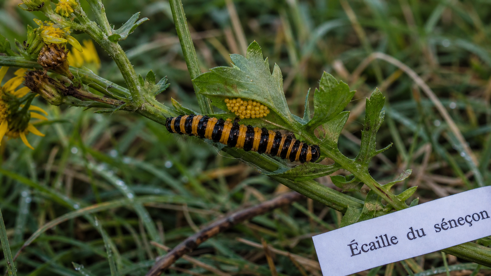 Chenille jaune et noir de l’Écaille du séneçon sur Senecio jacobaea