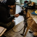 Dressage du malinois : éducateur avec friandise et Malinois attentif