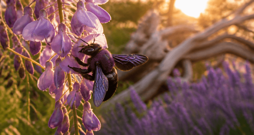 gros bourdon noir dangereux sur fleur glycine