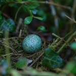 Œuf de merle bleu-vert dans une haie humide