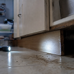 Comment tuer un cafard : blatte visible dans la cuisine, traces sur carrelage