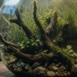 Decoration aquarium naturel : racine sombre sur pierres inertes, eau douce