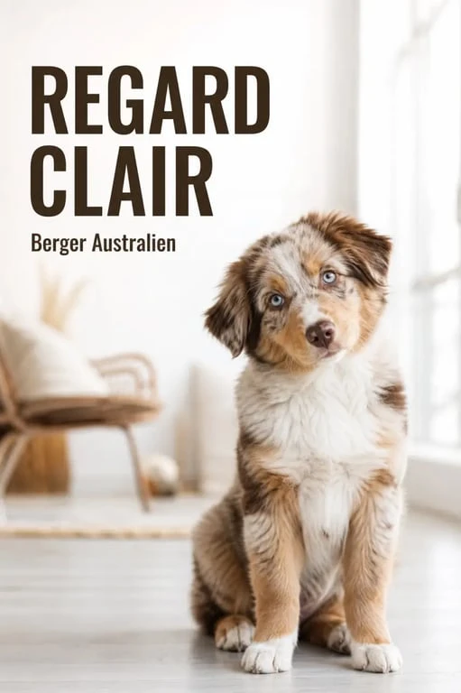 Chiot Berger Australien dans un environnement familial chaleureux