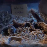 Photo de hamsters nain russe seul dans un grand enclos, litière épaisse et cachettes en bois.