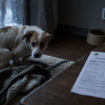 Mon chien tremble pourquoi : froid, stress ou douleur, chien frissonne