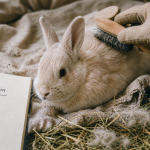 Mon lapin perd ses poils : brosse et touffes de poils visibles