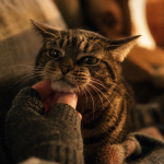 Chat qui mord pendant une caresse : signaux et seuil de tolérance