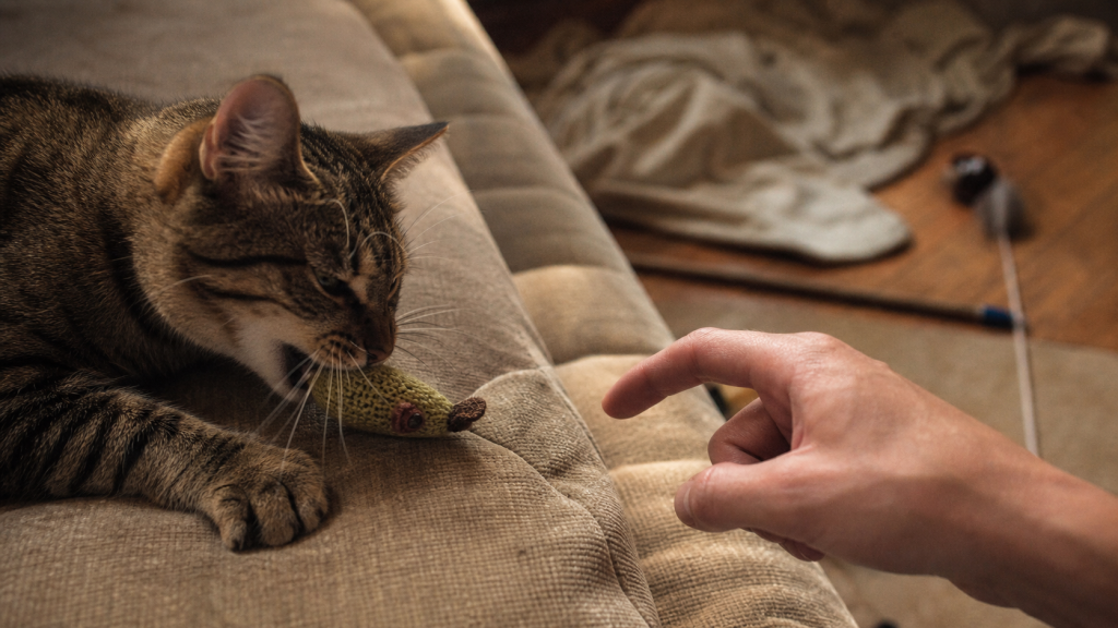 Pourquoi mon chat me mordille : jeu ou affection, chat tigré mordille un jouet