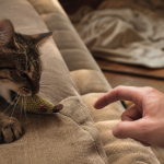 Pourquoi mon chat me mordille : jeu ou affection, chat tigré mordille un jouet