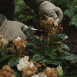 Taille des rhododendrons : sécateur sur fleurs fanées