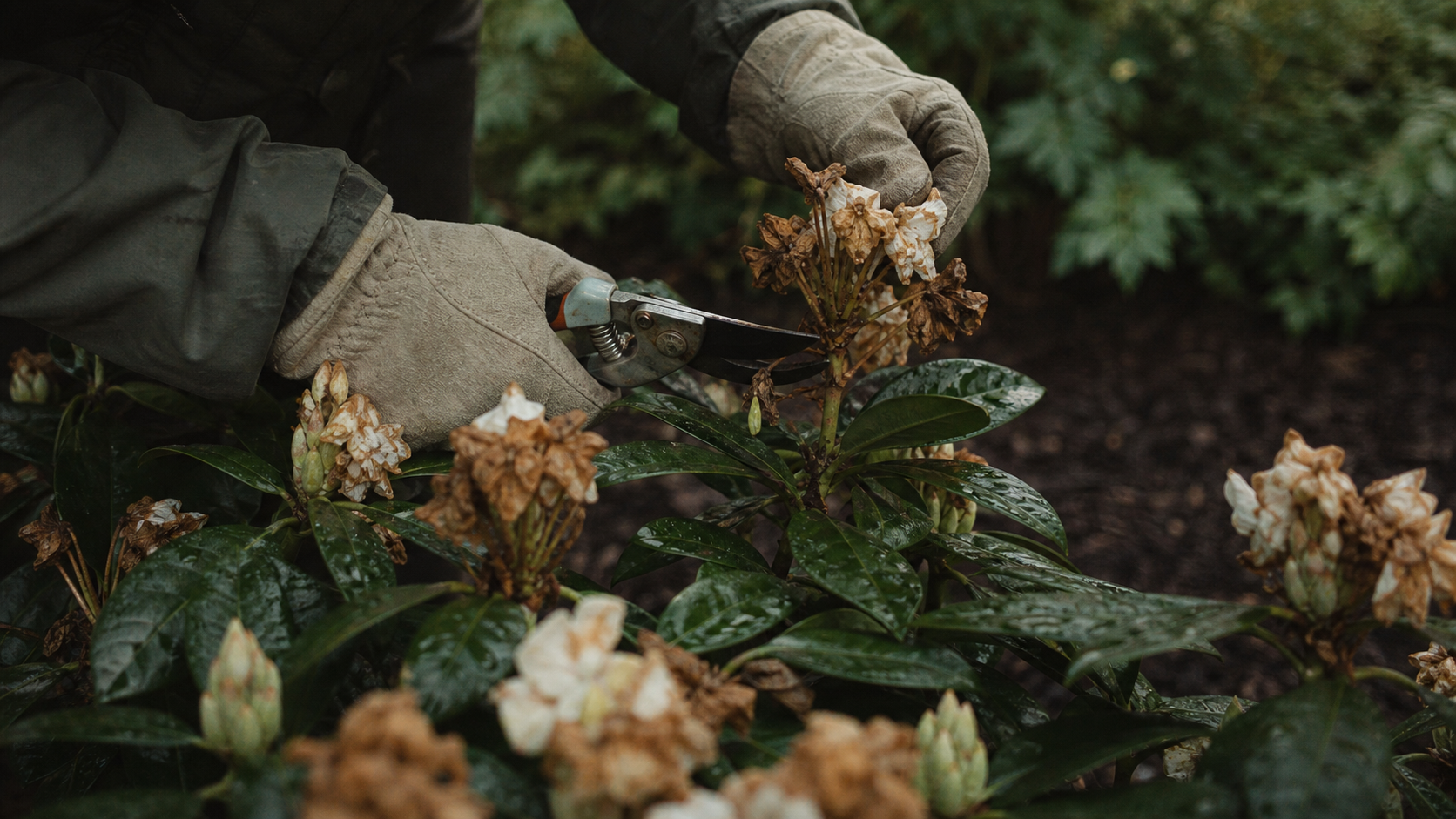 Taille des rhododendrons : sécateur sur fleurs fanées