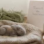 Bébé du lapin : transit à surveiller, lapereau