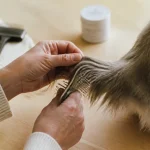 démêlant pour chat fait maison : talc et démêlage doux sur chat à poils longs