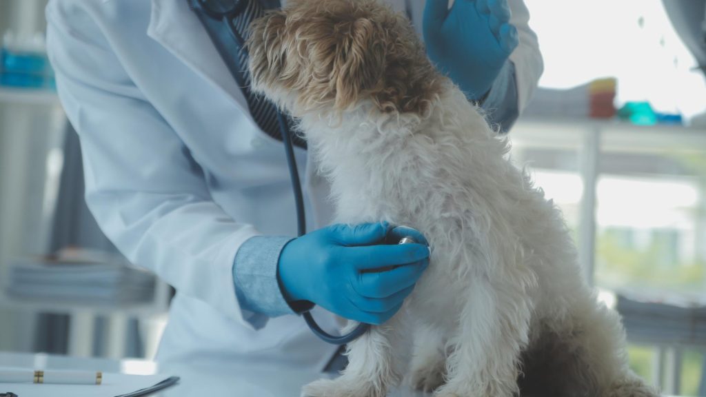 Leptospirose du chien : pourquoi les bords de Loire et les zones humides du Saumurois sont un terrain à risque ?