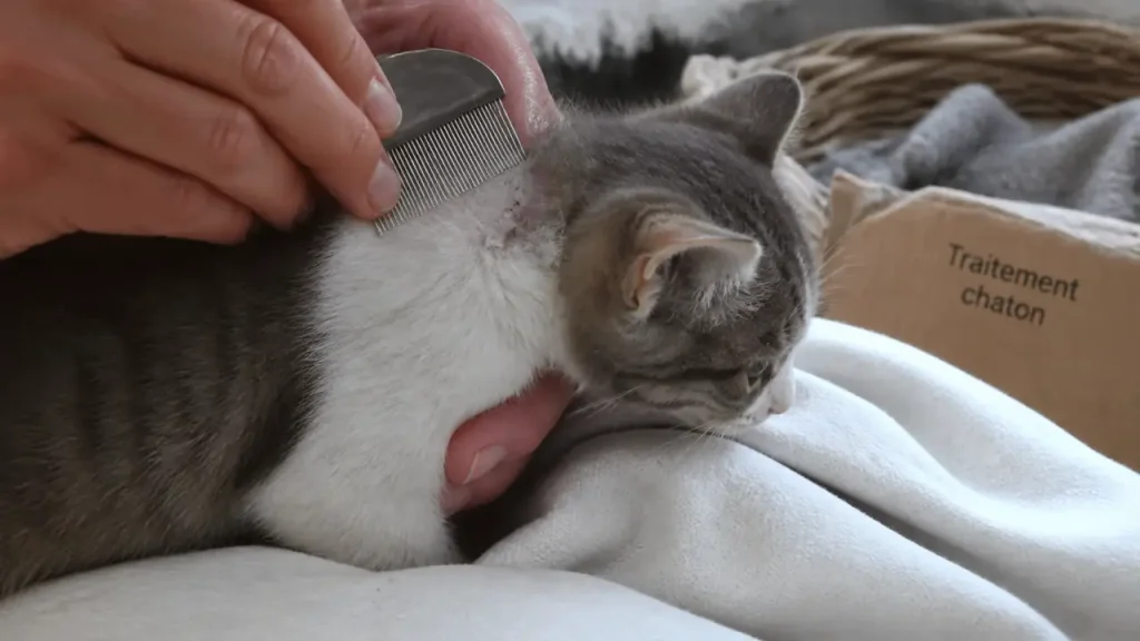 Puces chez le chaton : âge, poids, traitements adaptés et produits à éviter