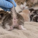 Chaton male ou femelle : écart sous la queue visible