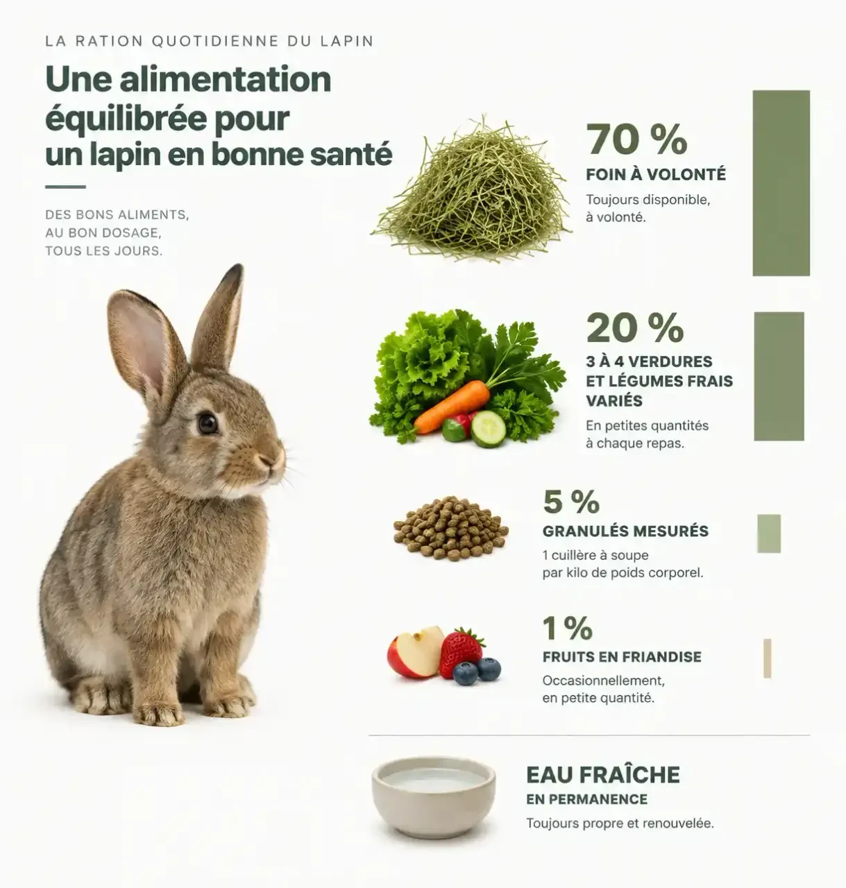 Composition de l'alimentation du lapin : proportions de foin, verdures, granulés et fruits dans la ration quotidienne